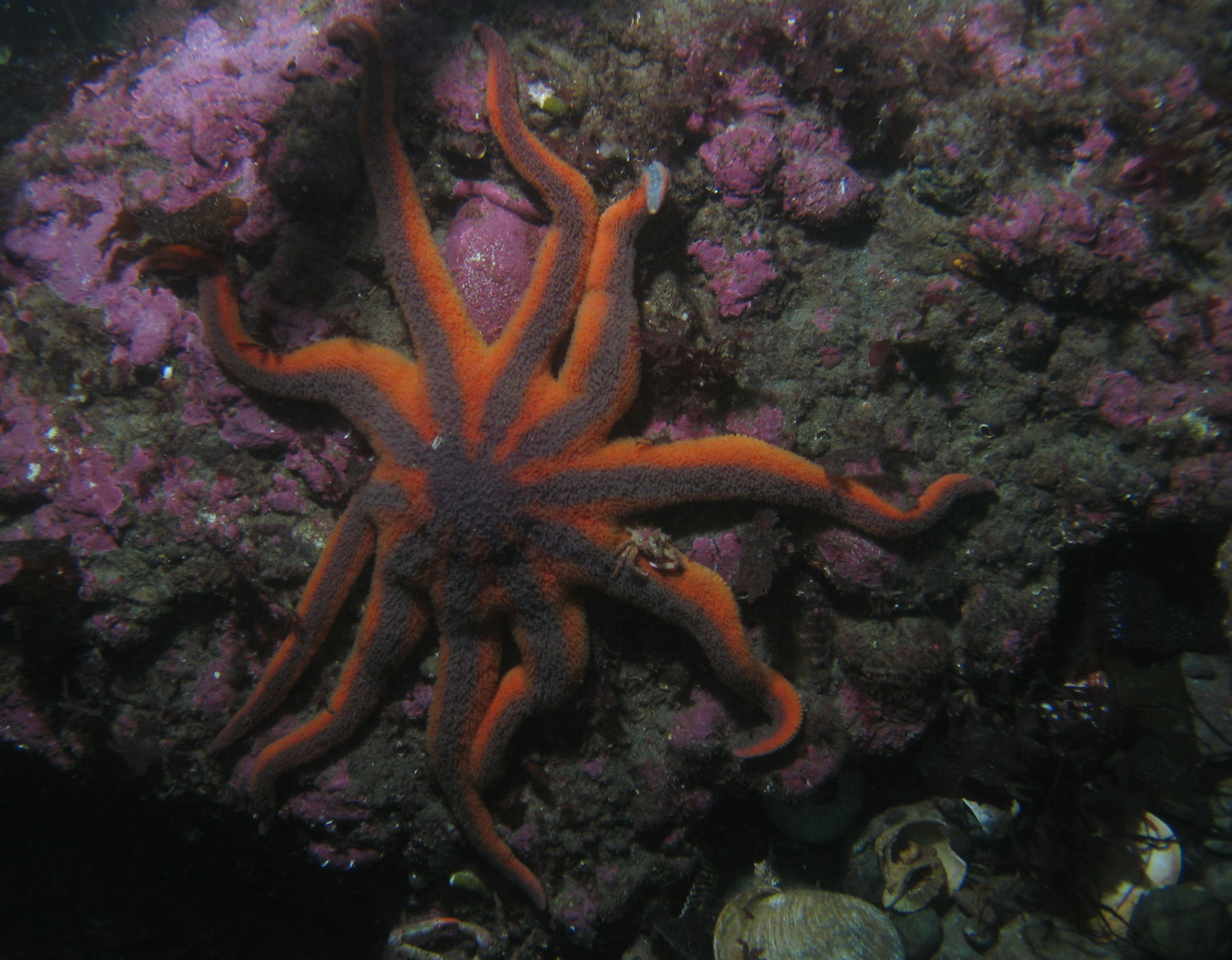 starcrab,   sunrise beach, puget sound