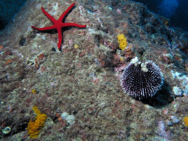 Starfish and Sea Urchin