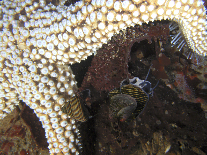 Starfish and Snails