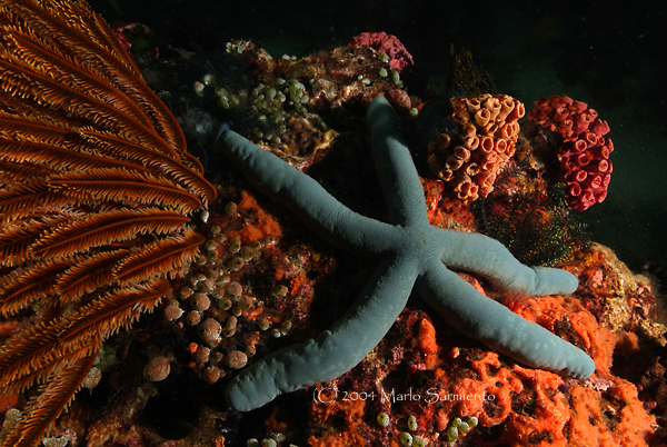 Starfish, Apo Island