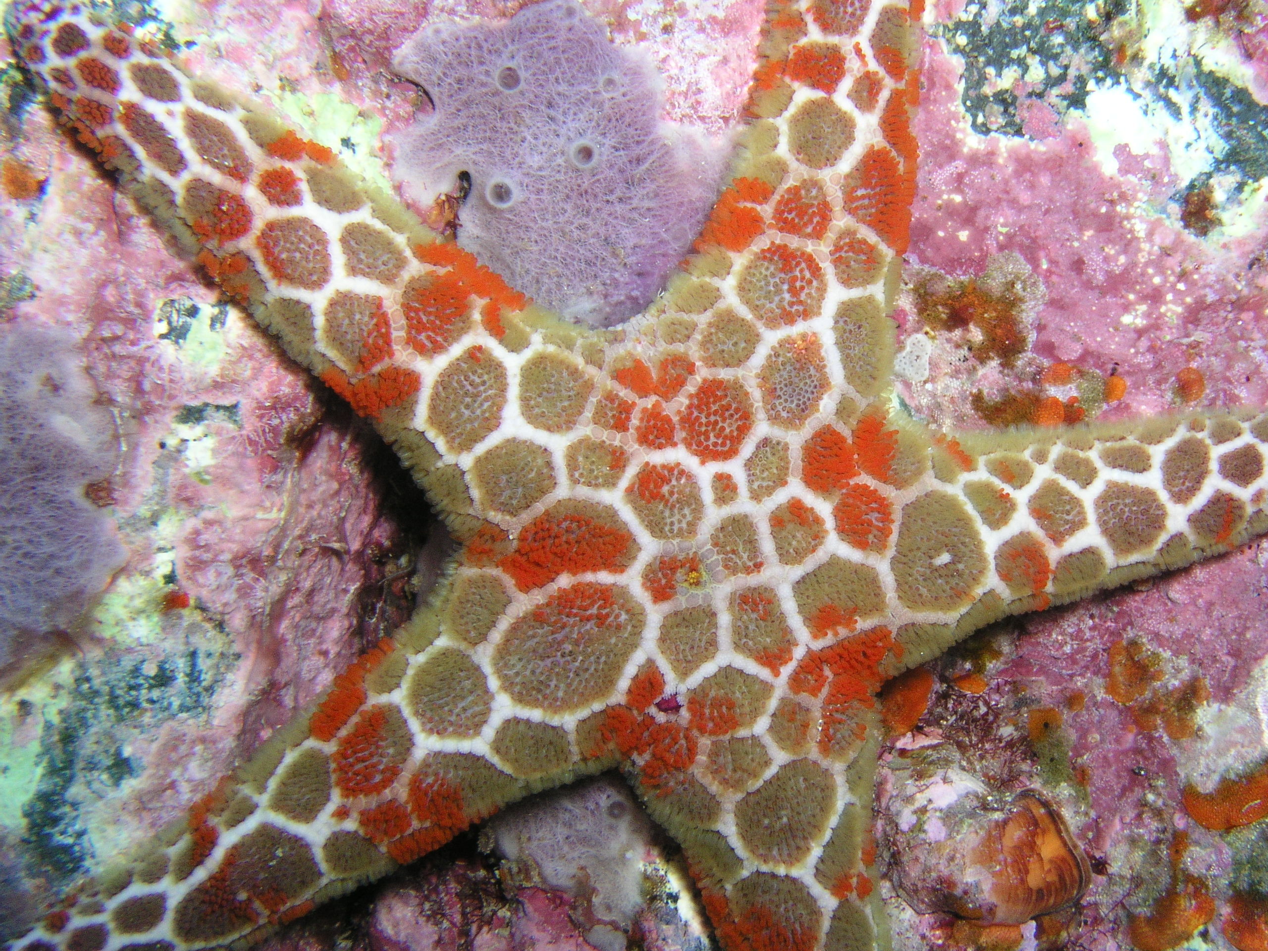 Starfish - unedited