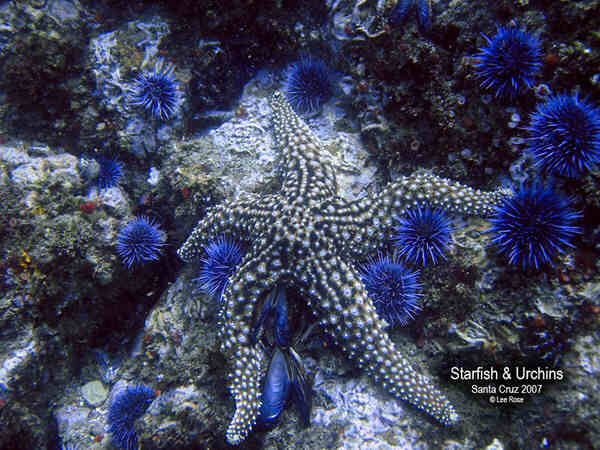 Starfish & Urchins