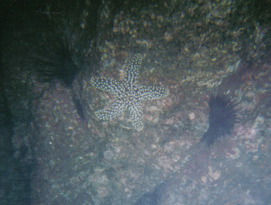 Starfish &   Urchins