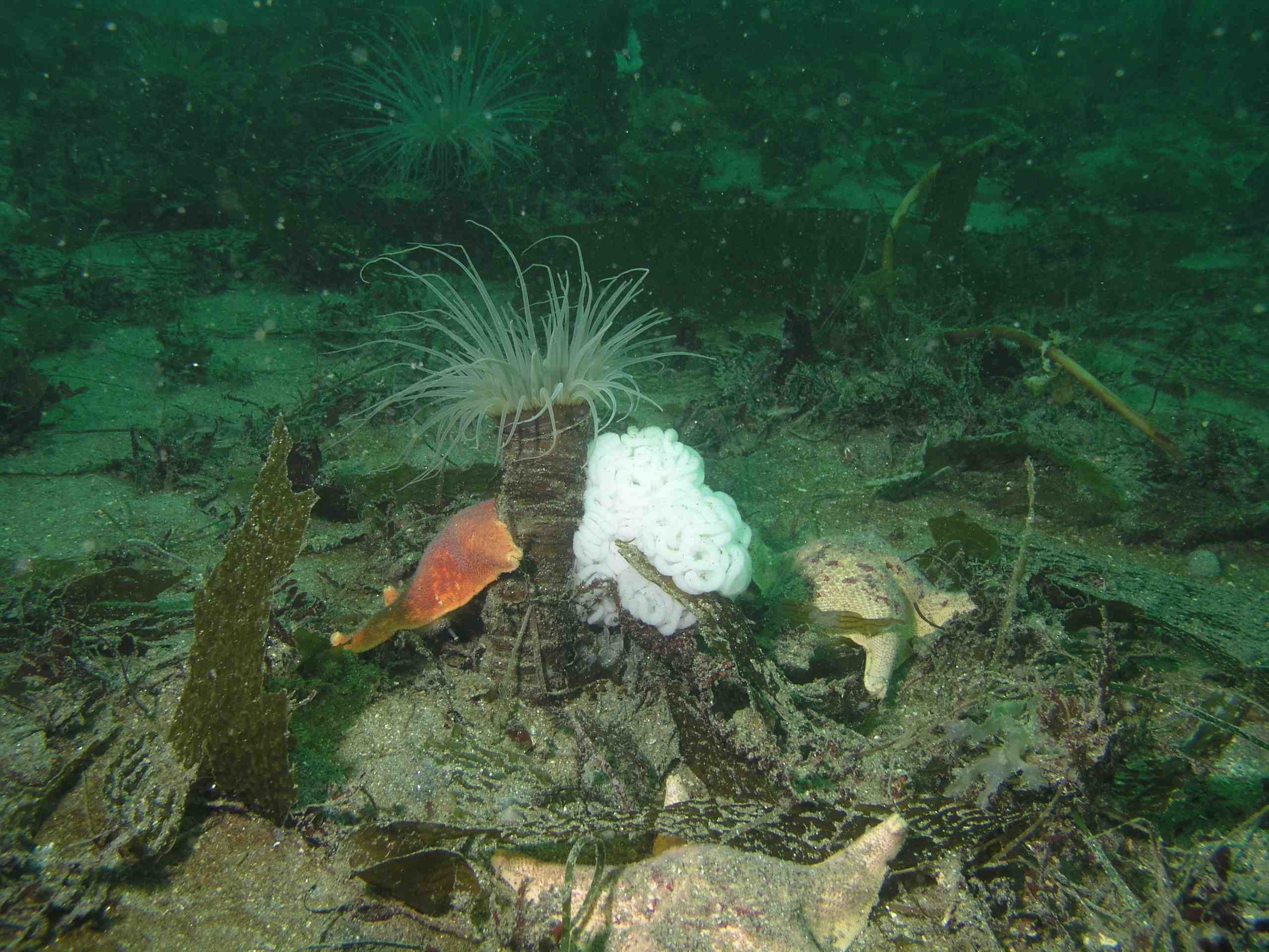 Starfish with Burrowing Anemone