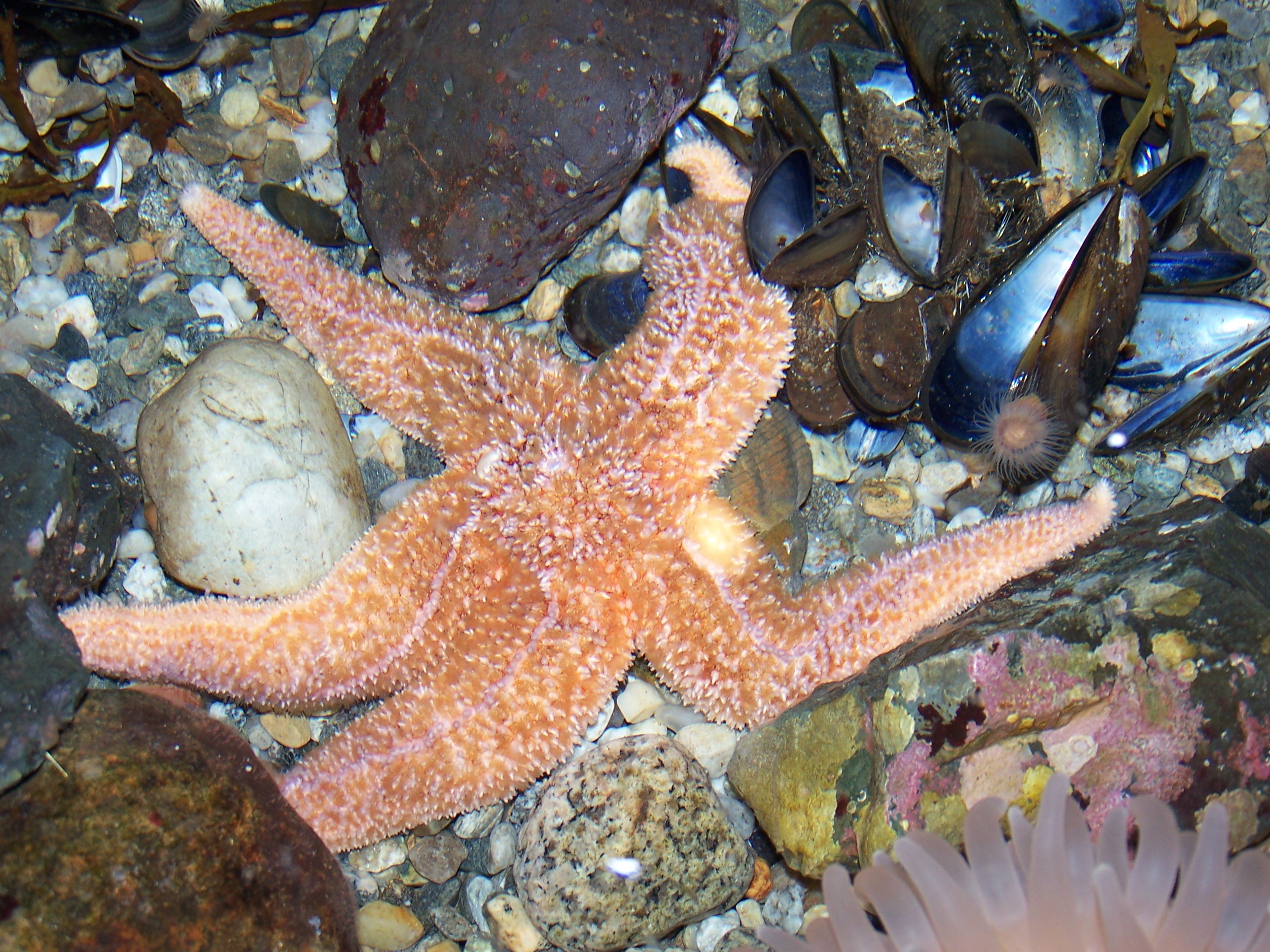 Starfish