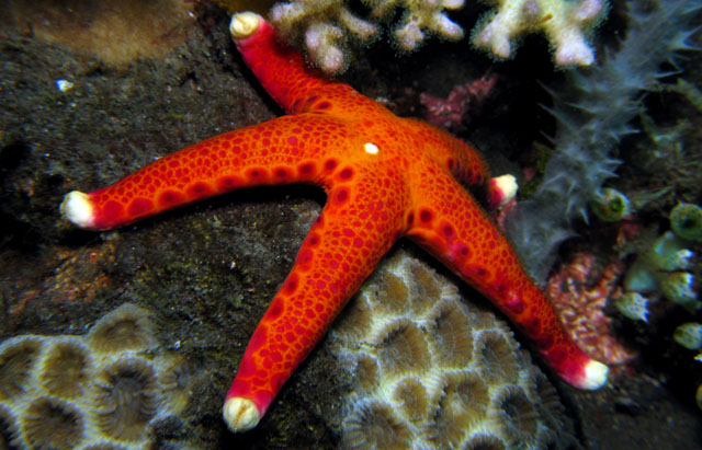 Starfish