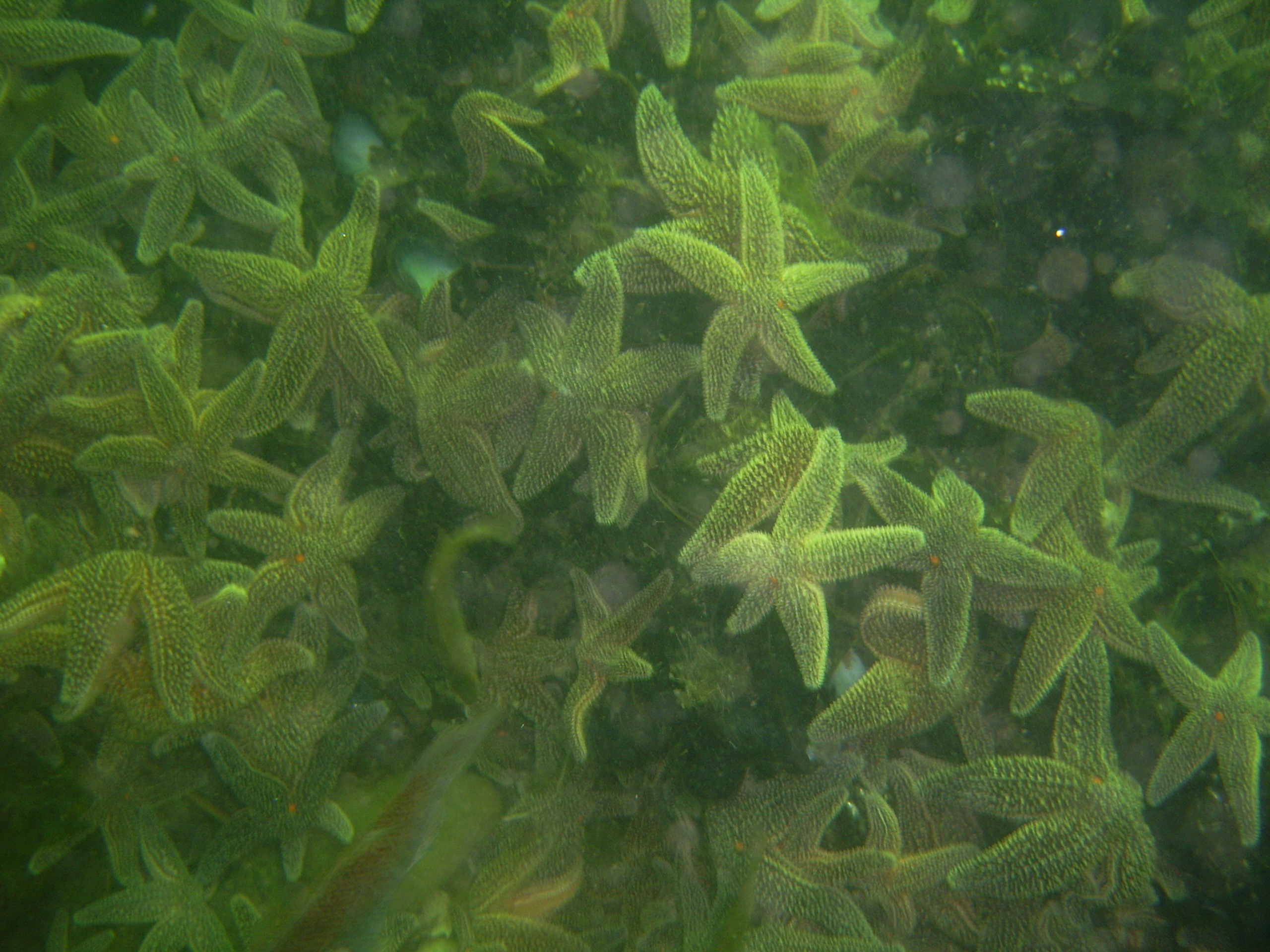 Starfish