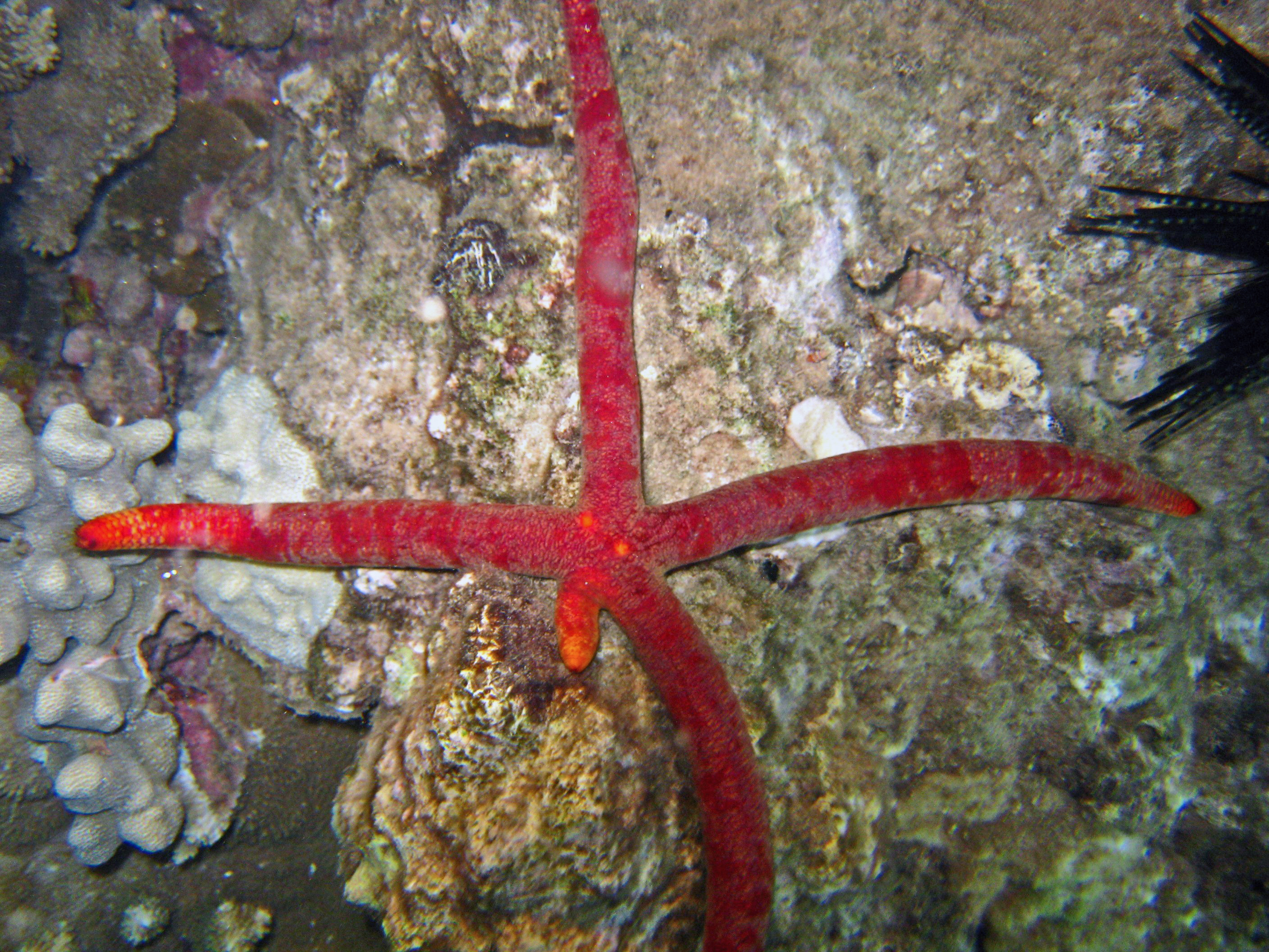 starfish