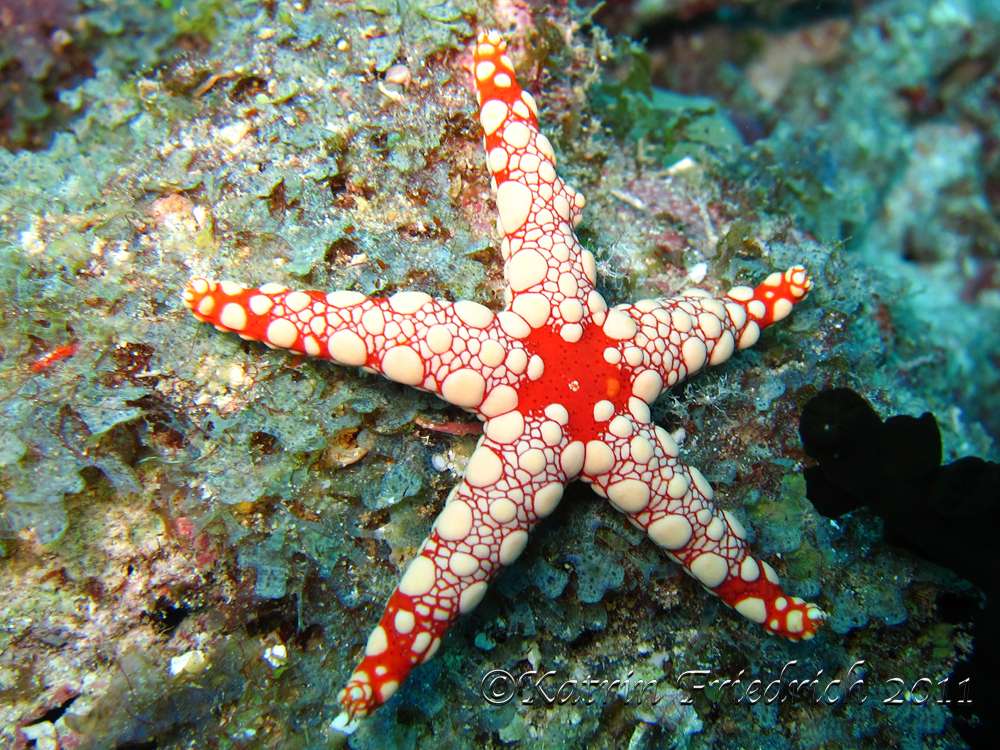 Starfish