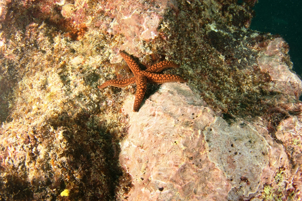 Starfish