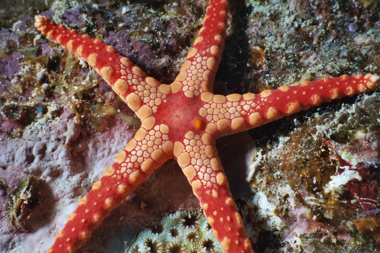 Starfish