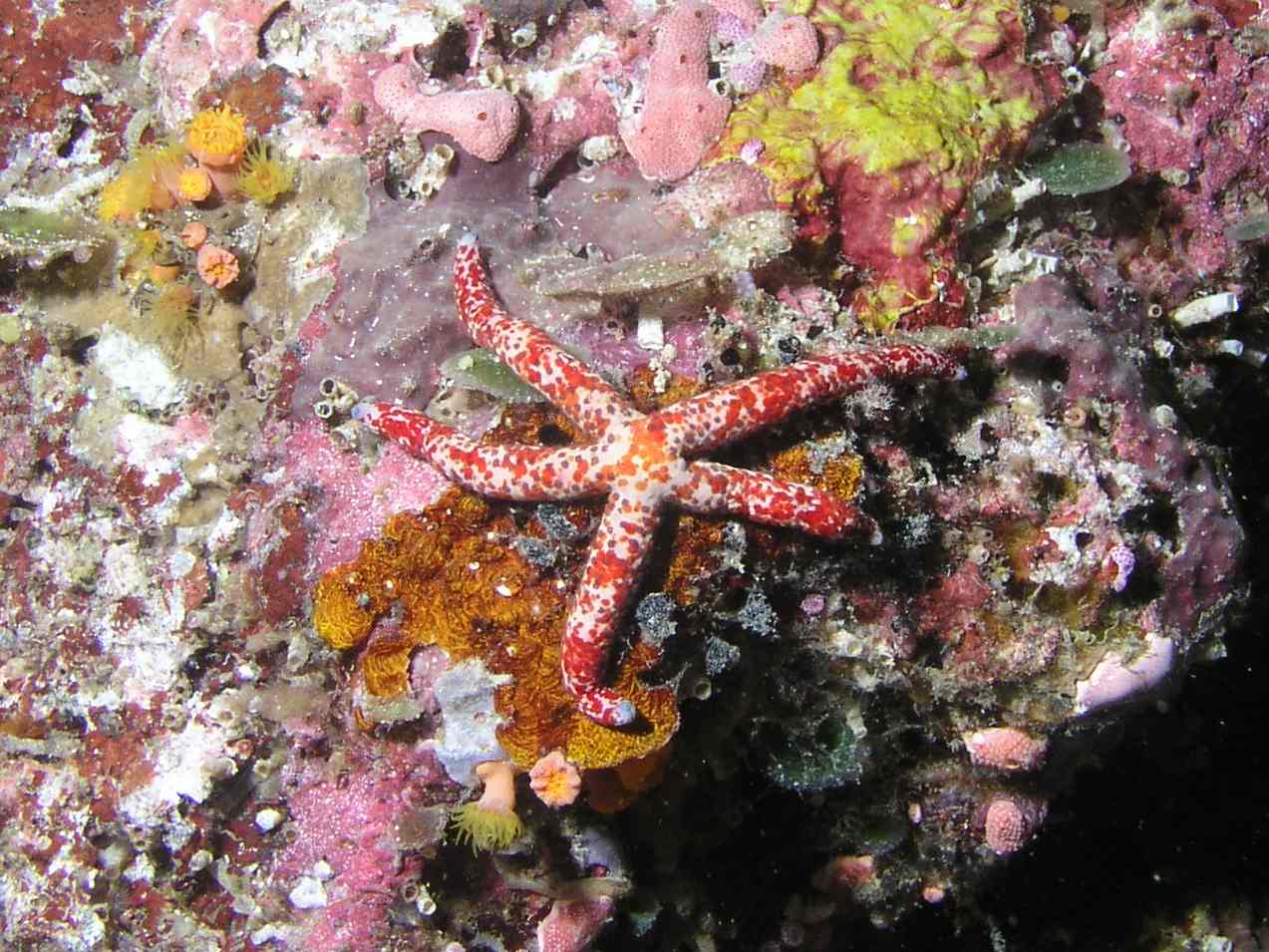 Starfish