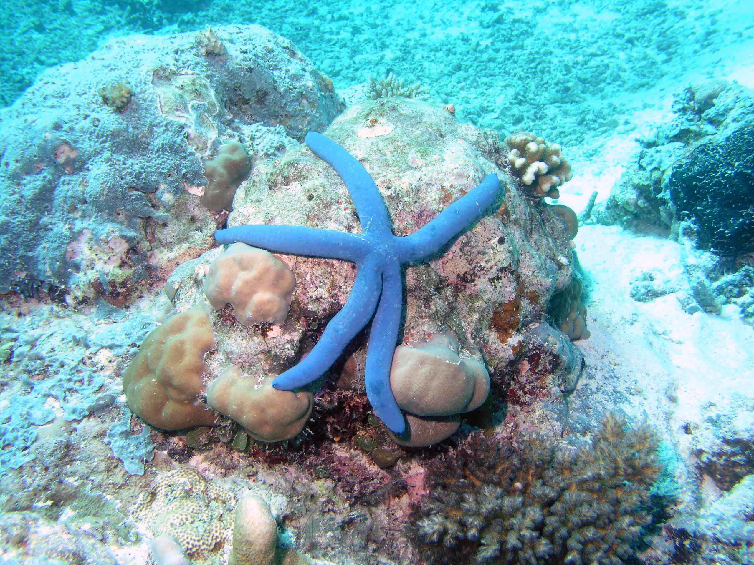 Starfish