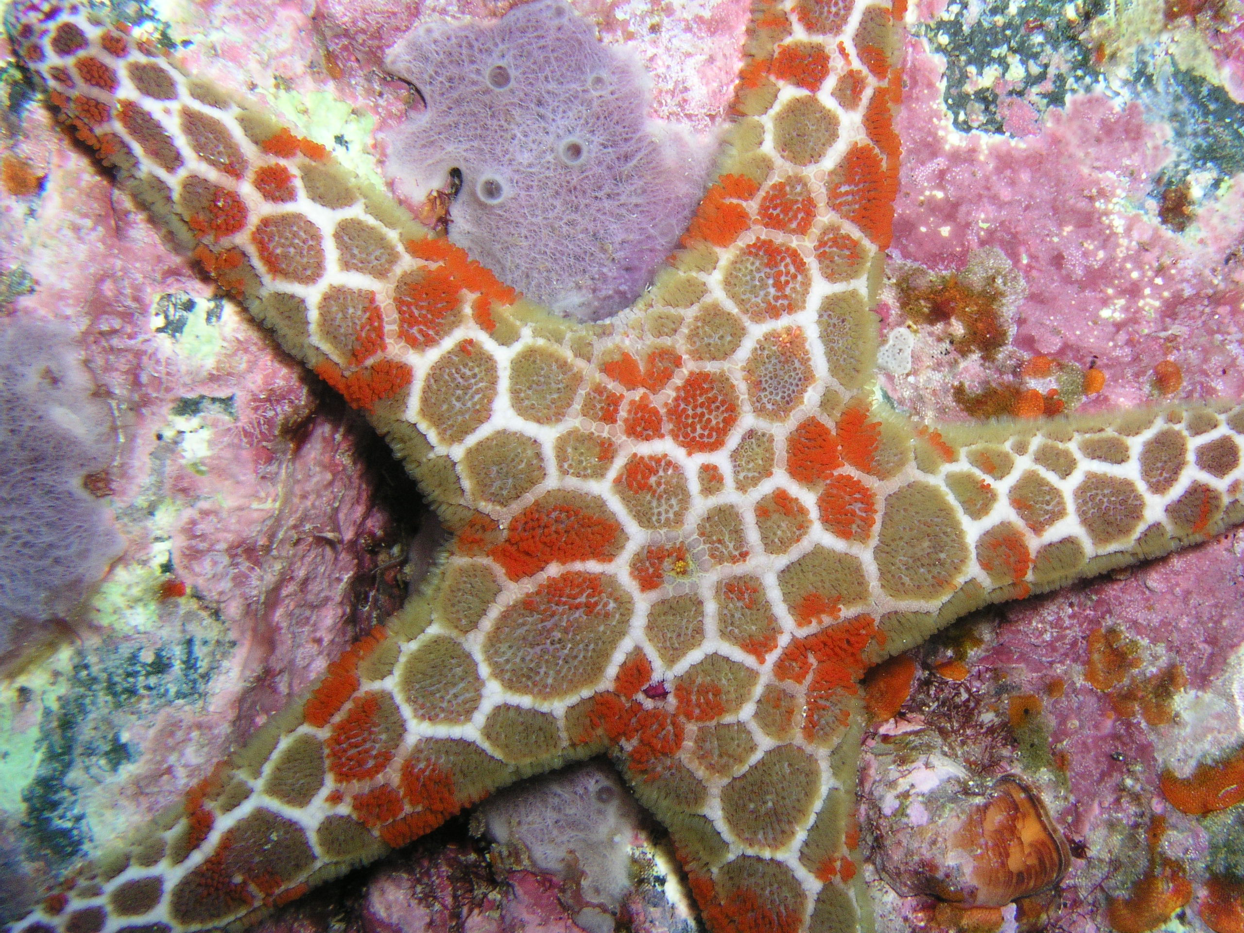 Starfish