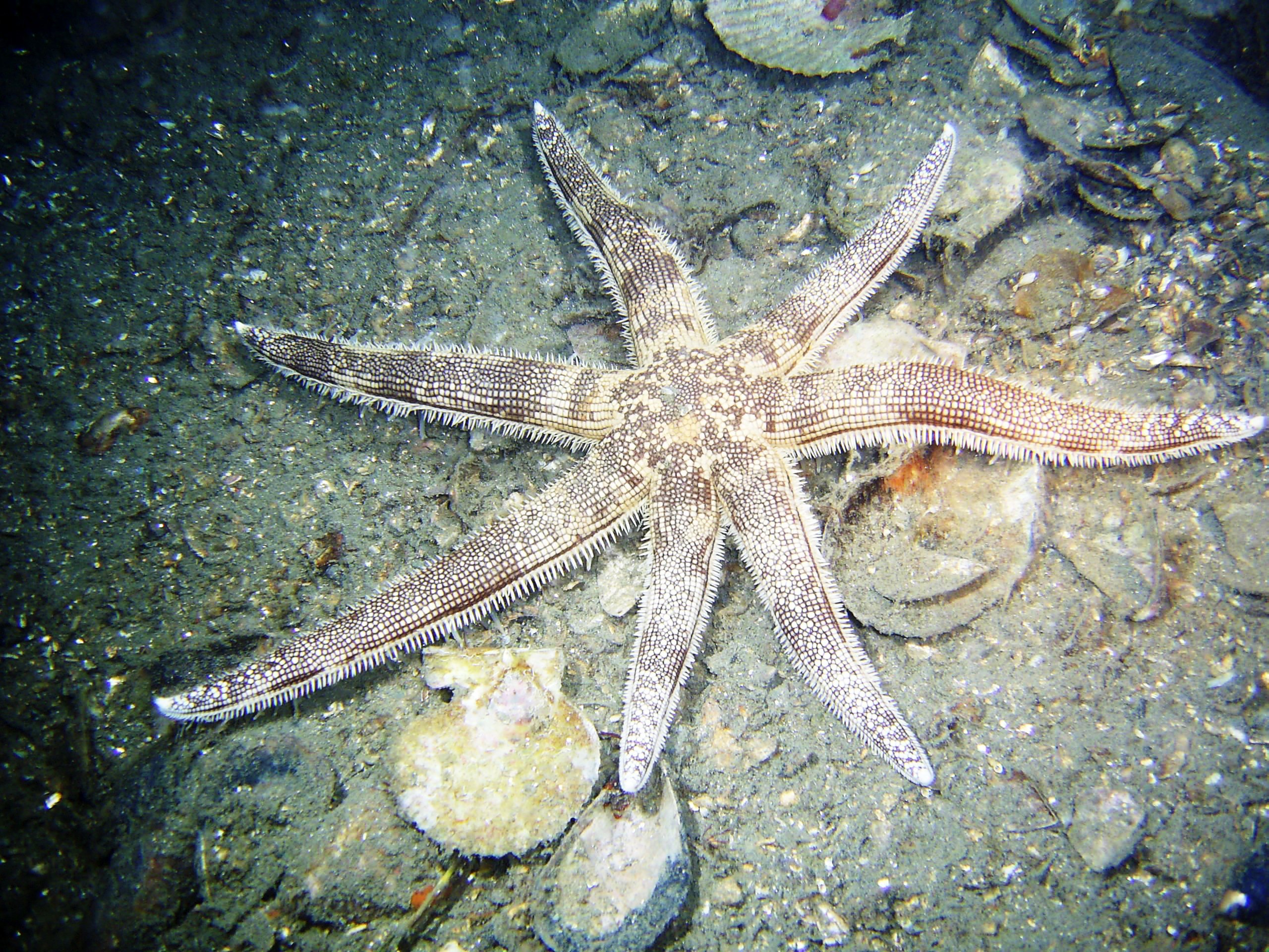 Starfish