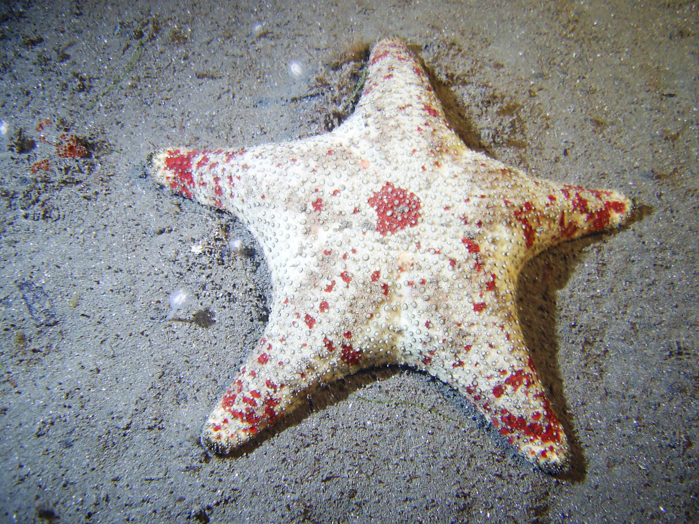 Starfish