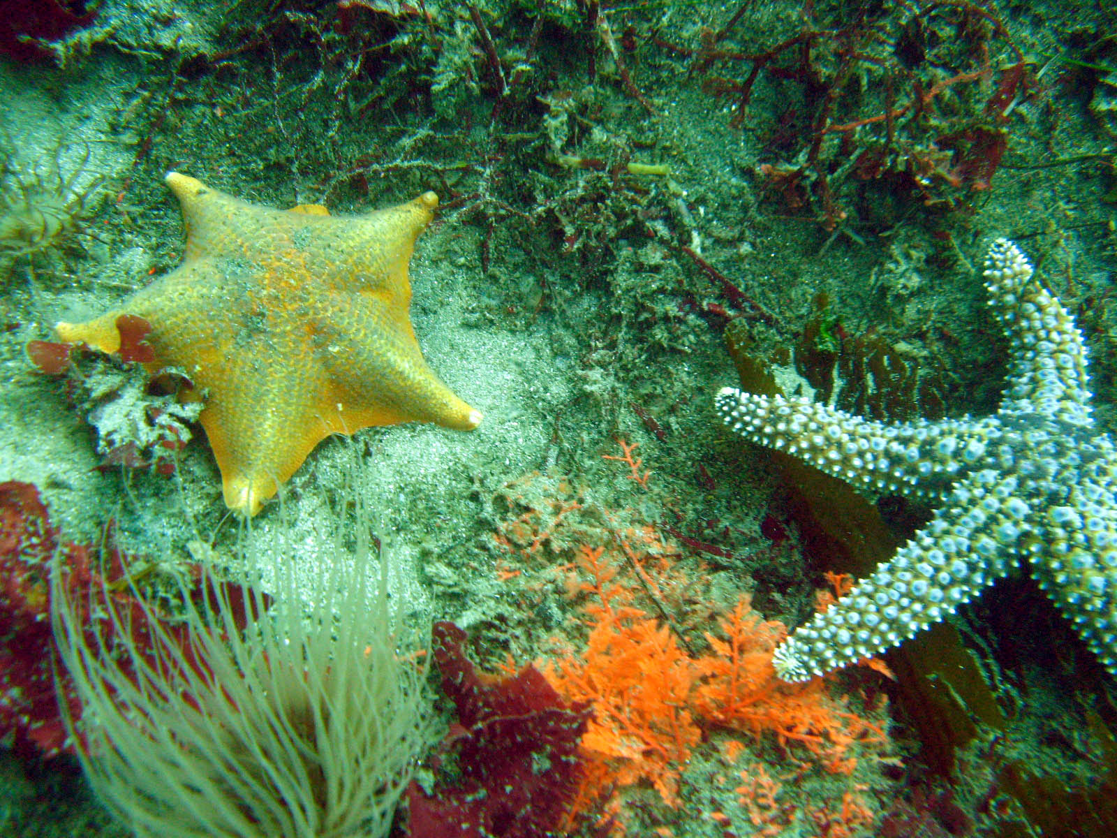 Starfish