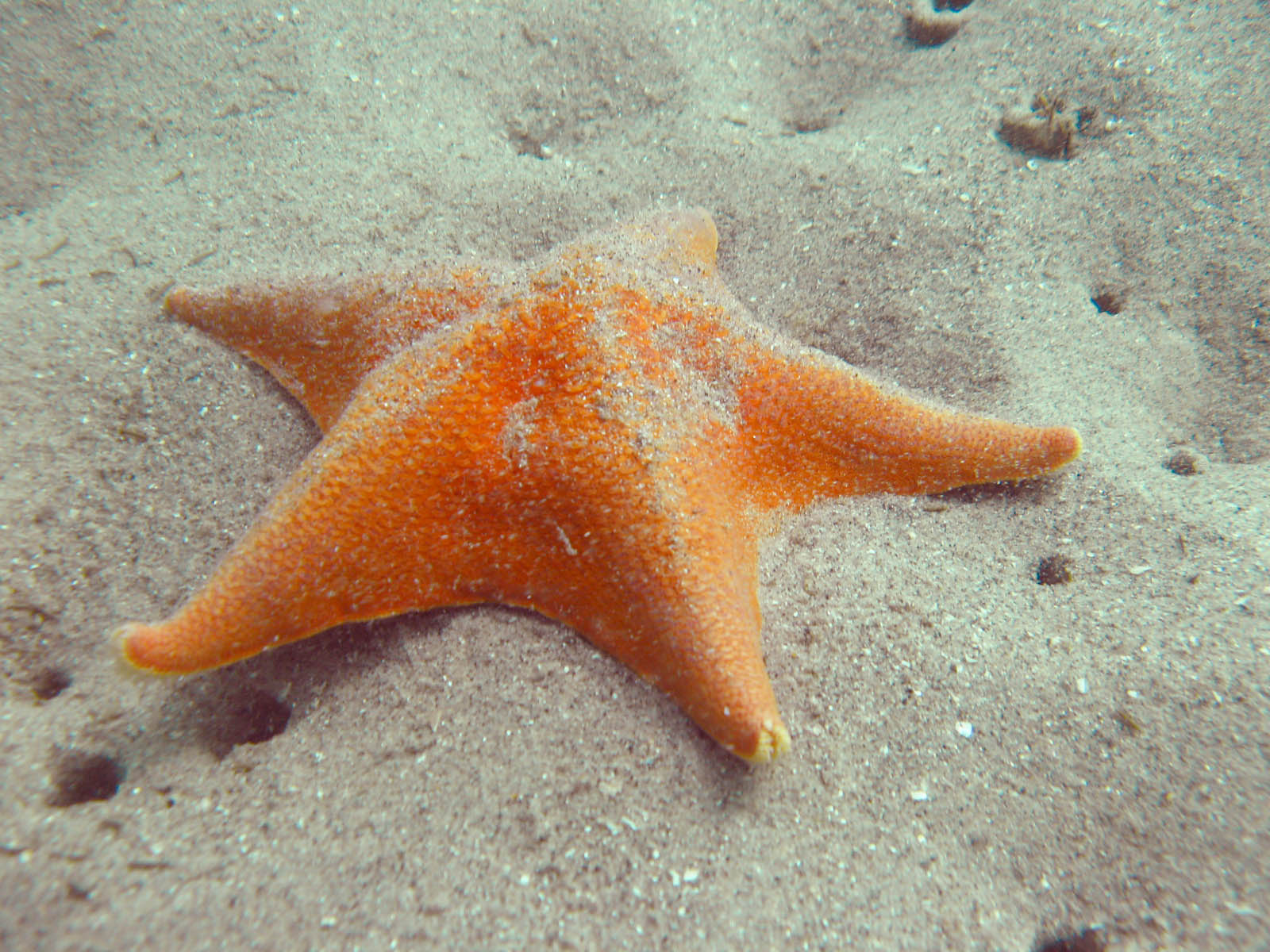 Starfish