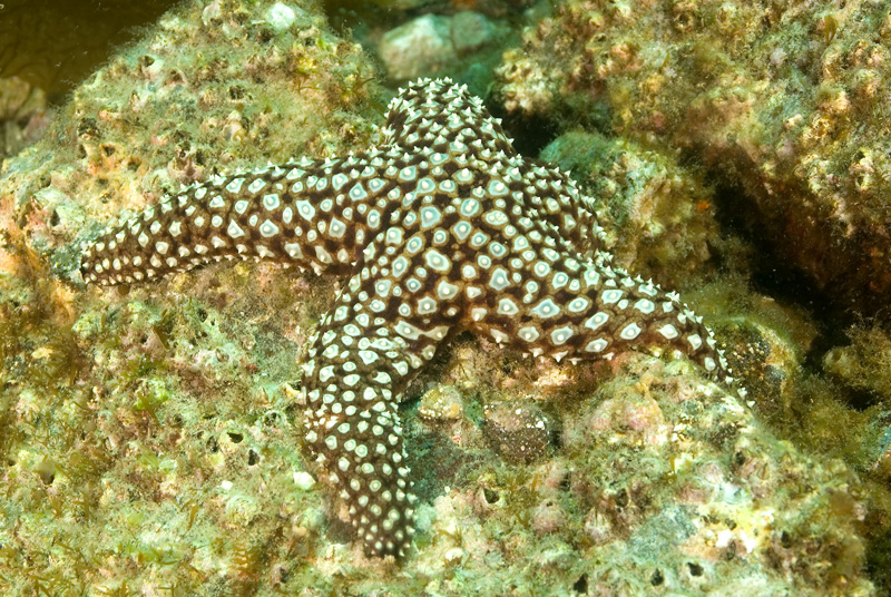 Starfish