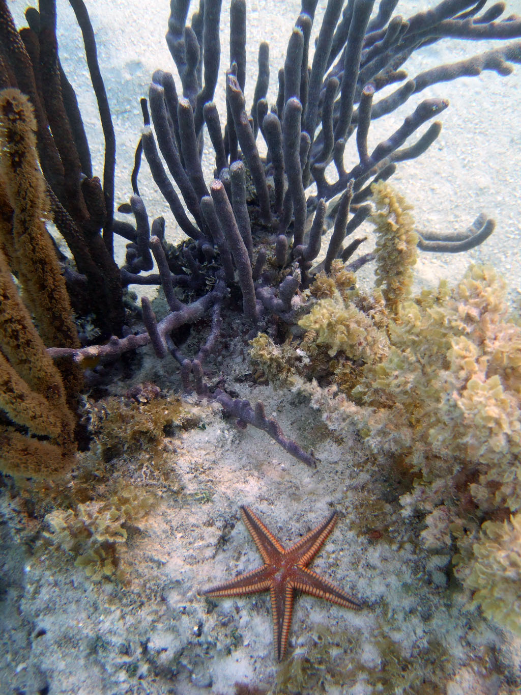 Starfish