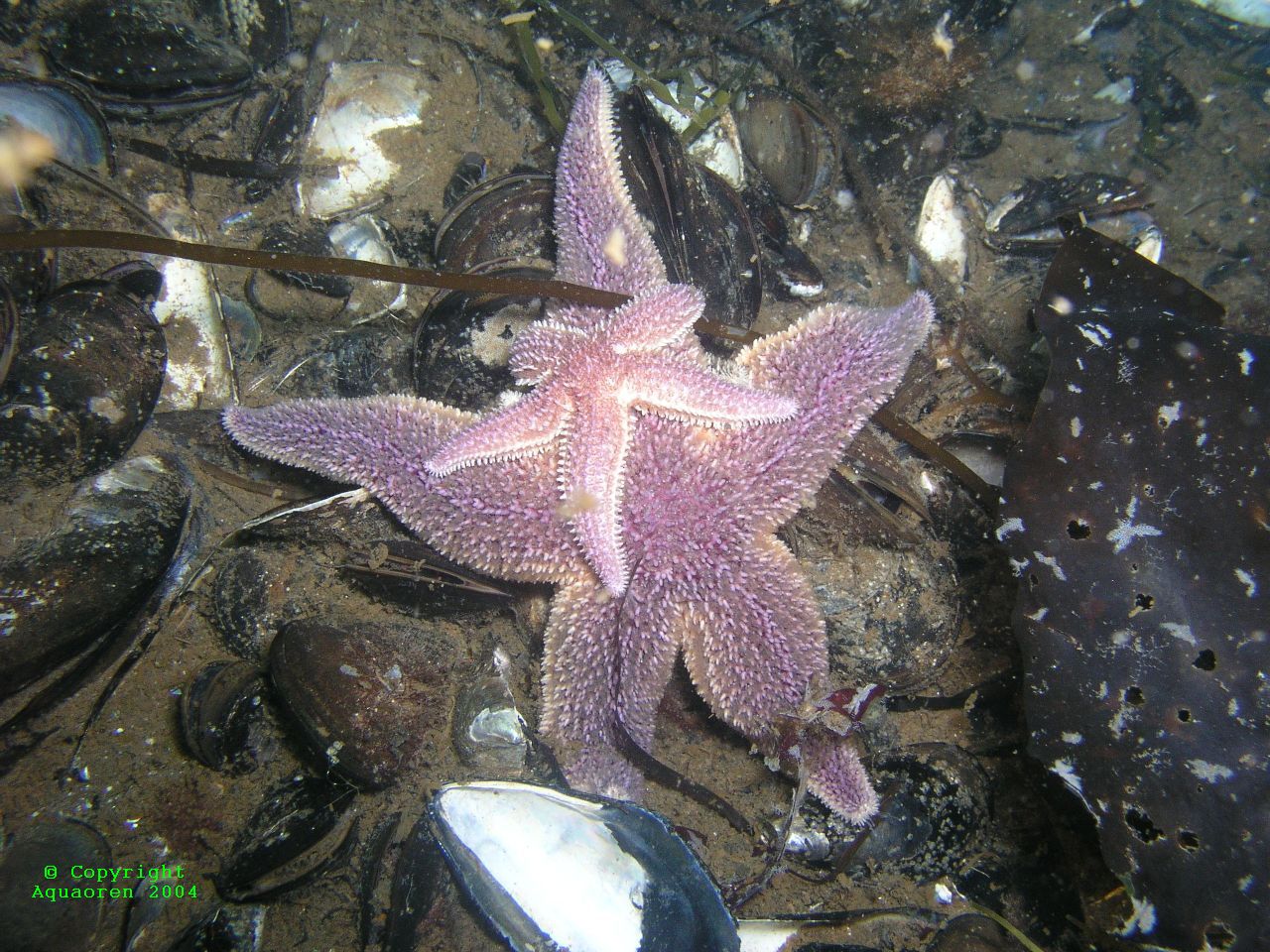 Starfish