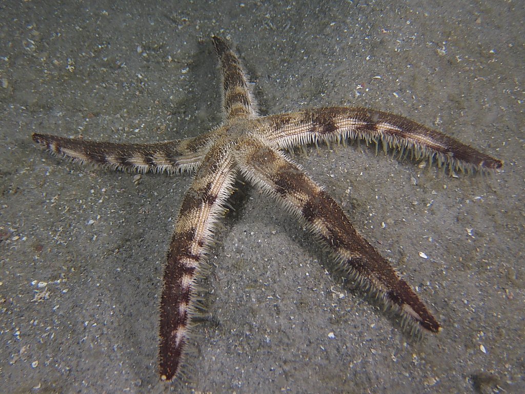 Starfish011