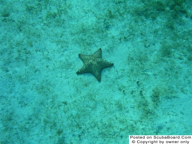 Starfish2