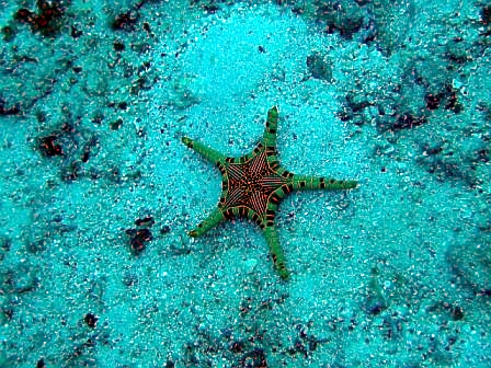 starfish4