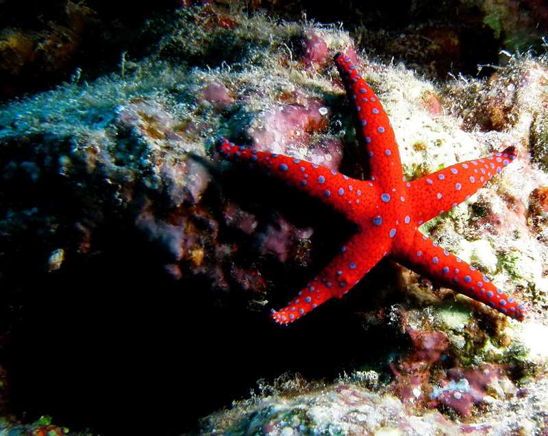 starfish_11