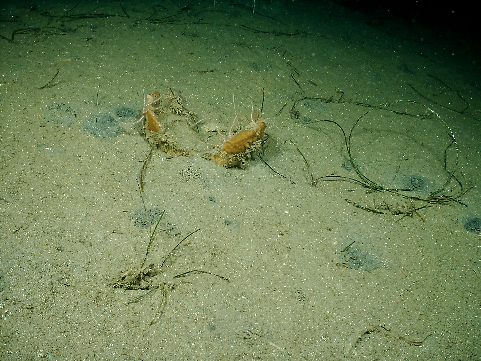 Starfish_Fingers