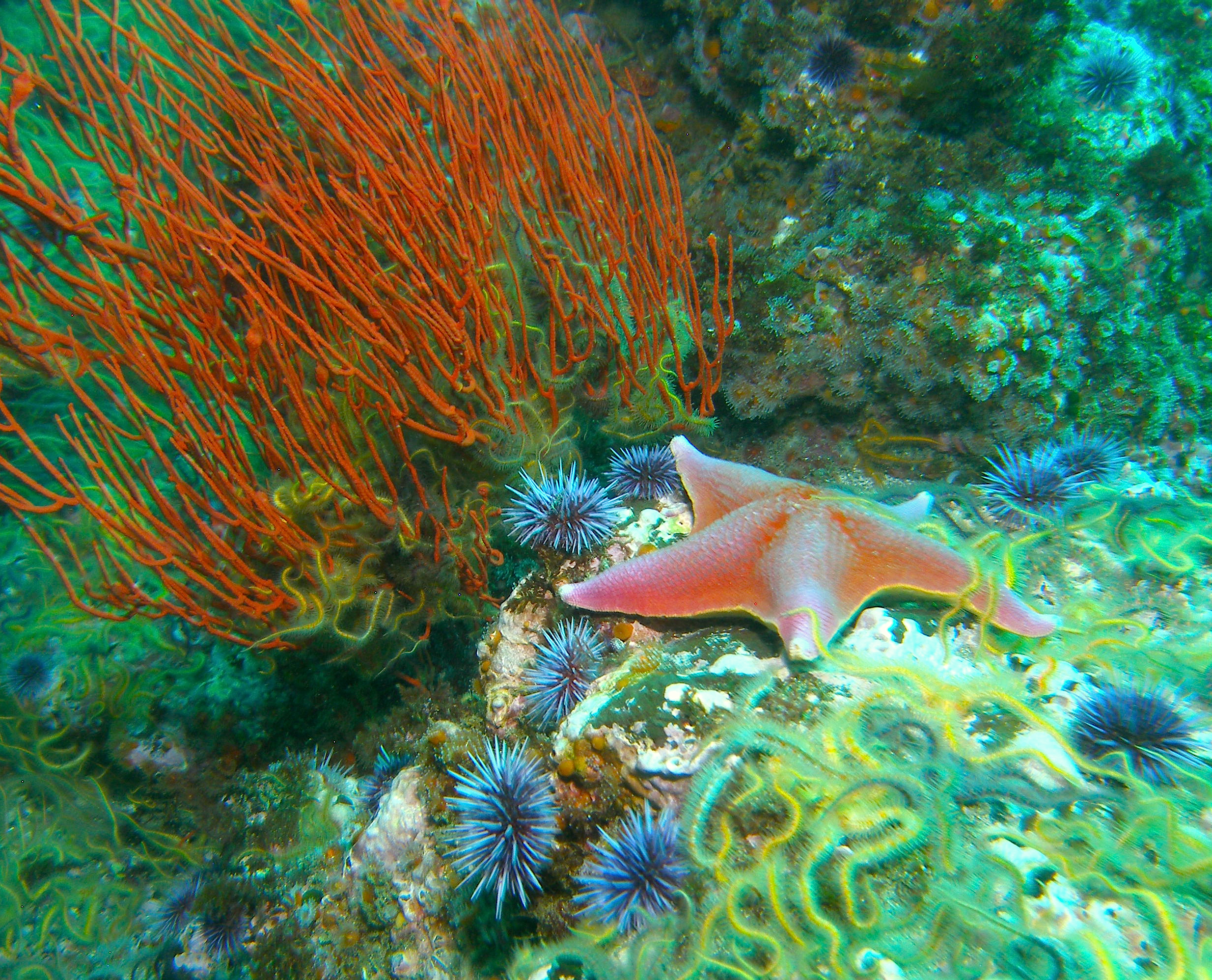 Starfish_reefscape Santa Barbera Is.