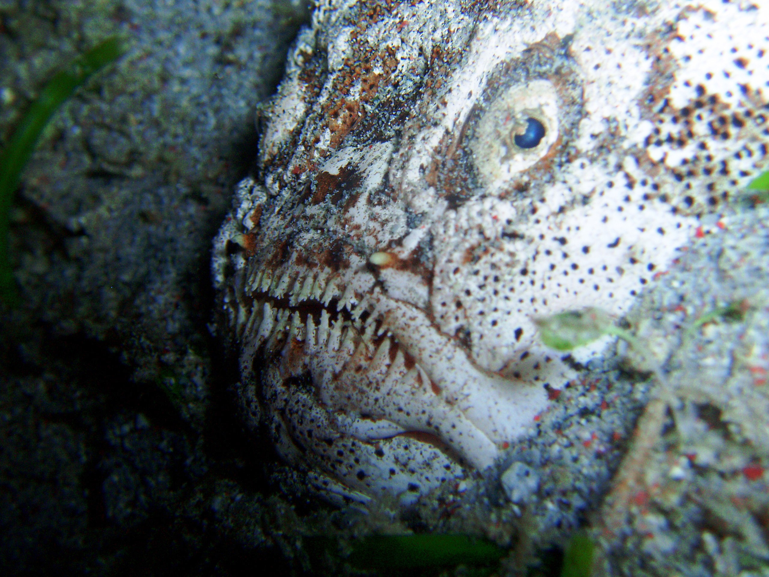 Stargazer, SoPac-Philippines