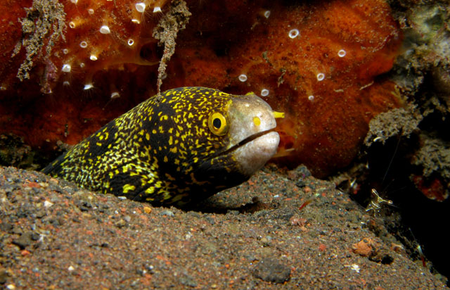 Starry Moray Eel (Echidna nebulosa)