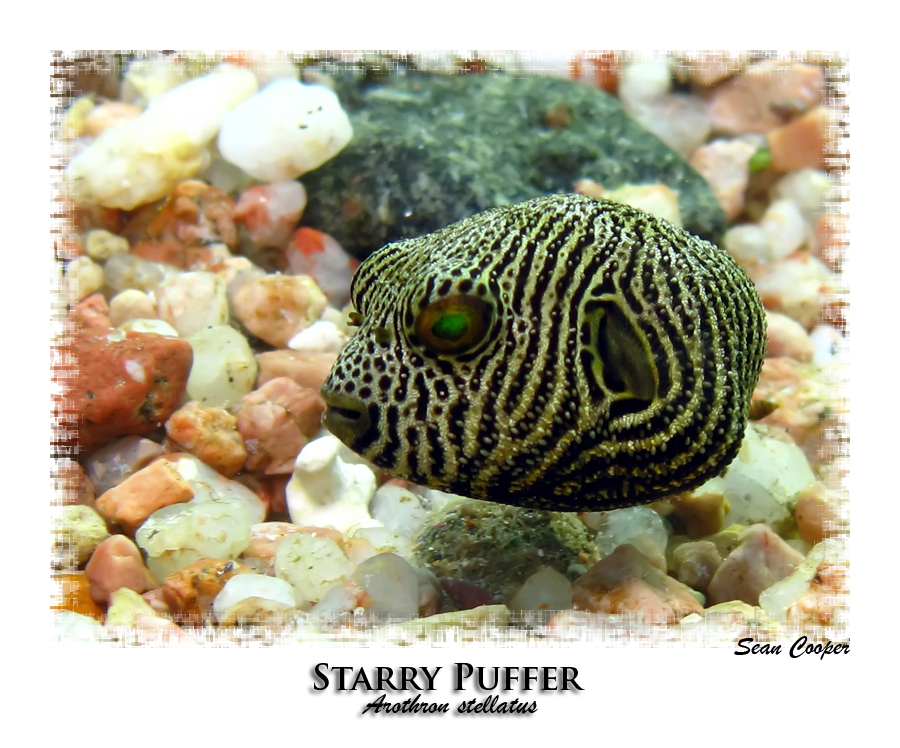 Starry Puffer (Juvenile)