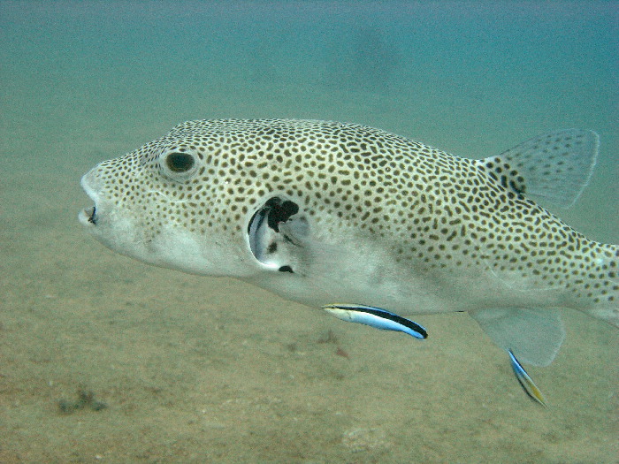 starry puffer