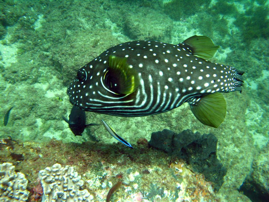 Starry Pufferfish