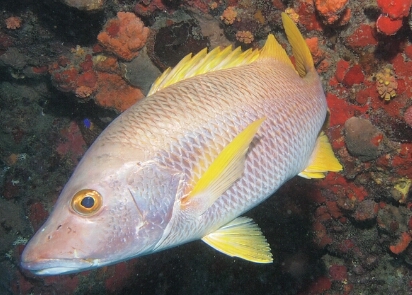 Statia December 2011