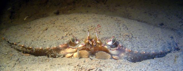 stealthcrab