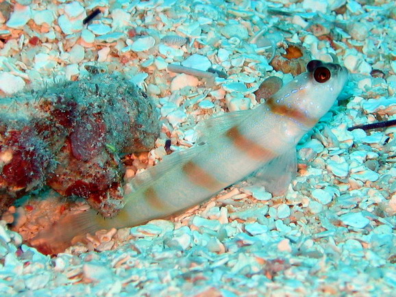 Steinitz Shrimpgoby