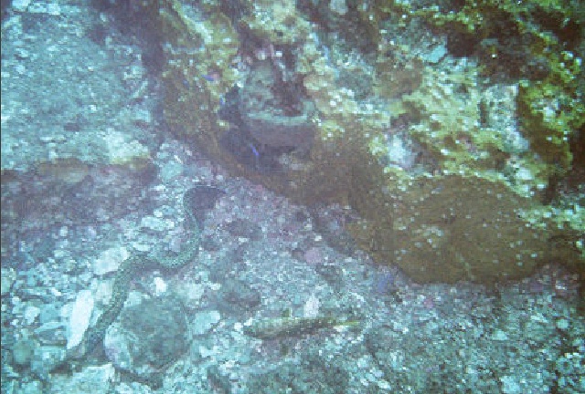 Stetson Bank Texas Flower Gradens Gulf of Mexic0 8/05