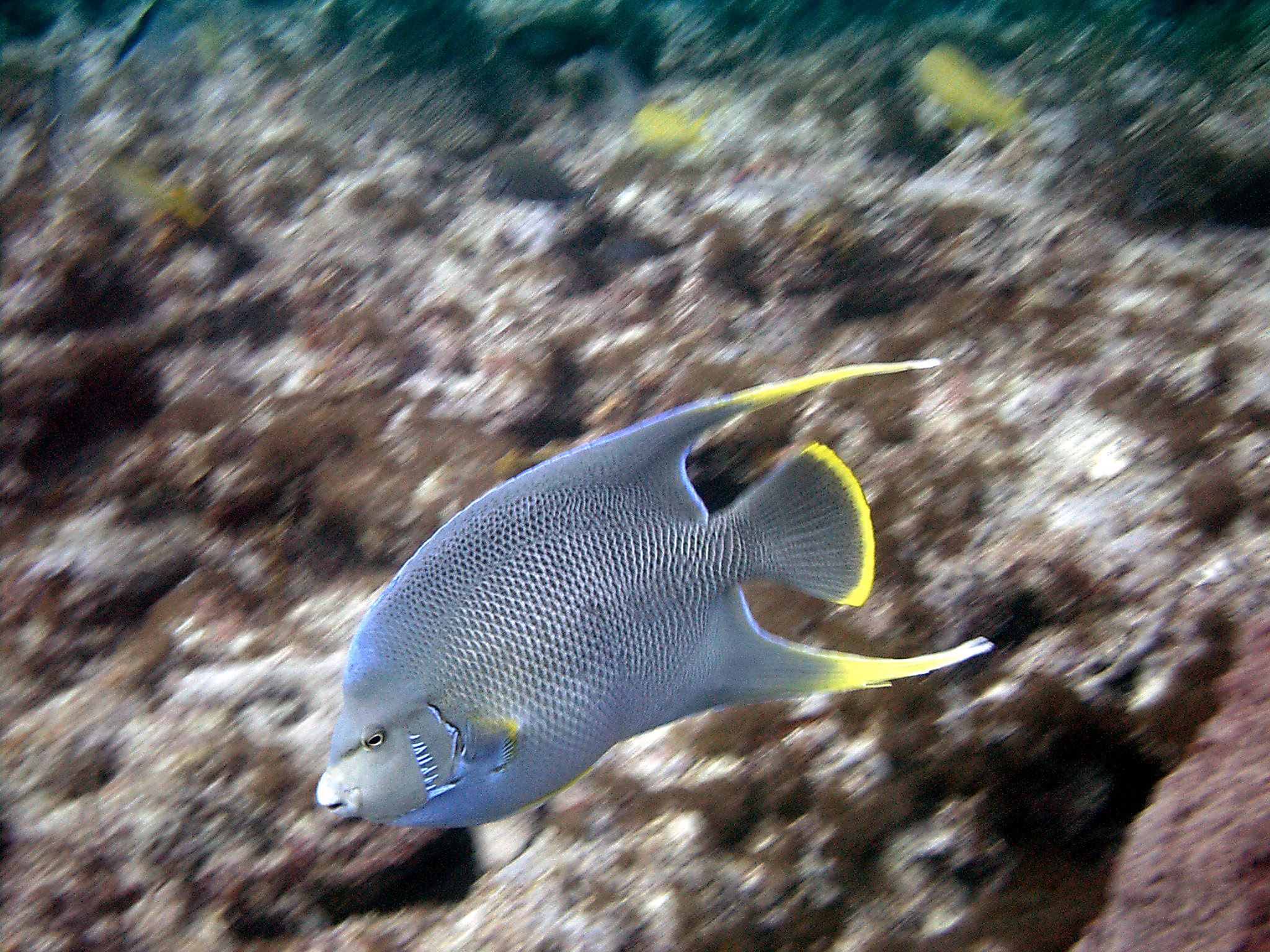 Steves Twin reef, Pompano, Beach, Fl