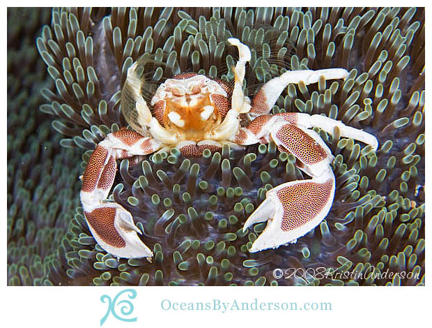 stickemupcrab