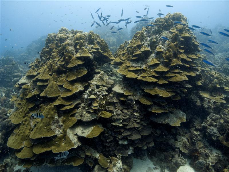 Still nive coral formations although a bit damaged by Omar