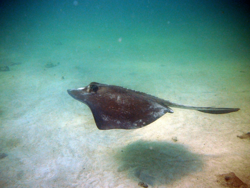 Sting Ray at the Wreck of The Hesperus, Bahamas