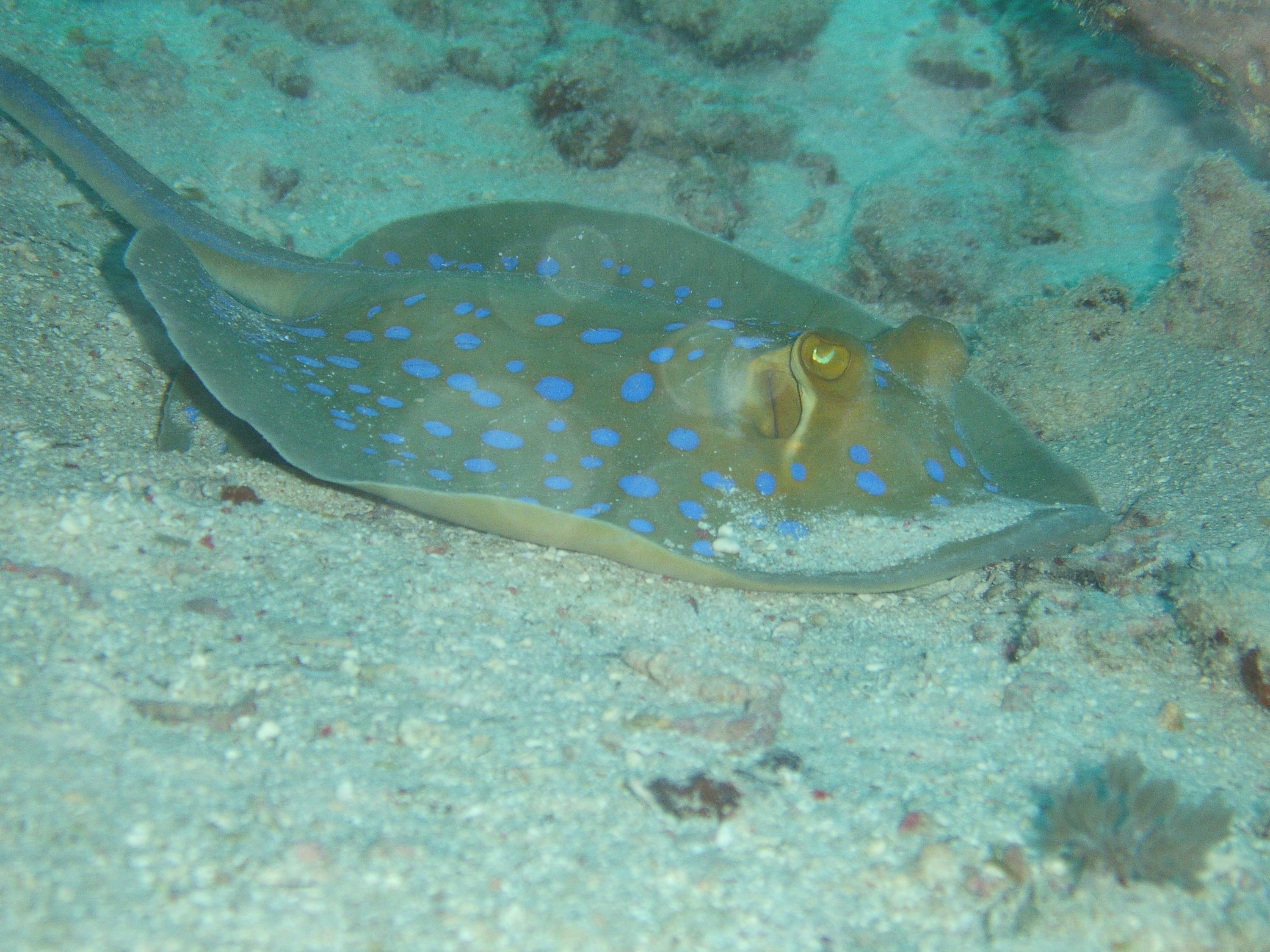 sting ray in red sea