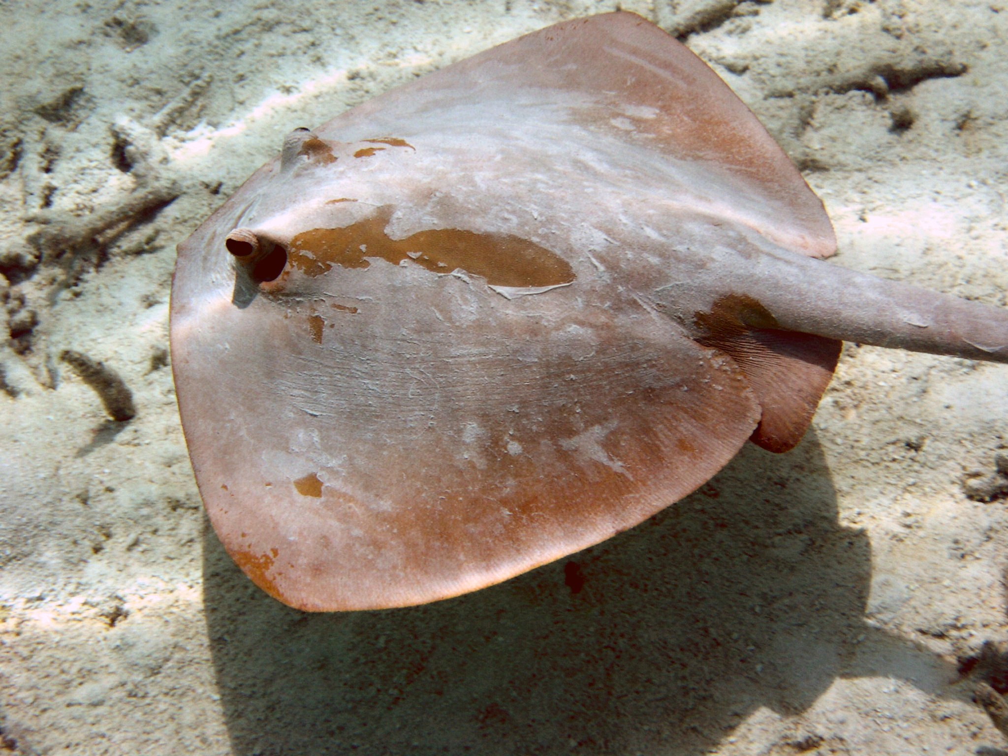 Sting Ray Lily Beach Maldives