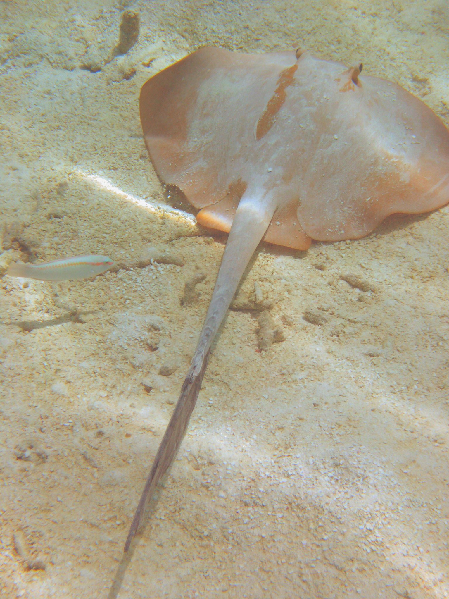 Sting Ray Lily Beach Maldives