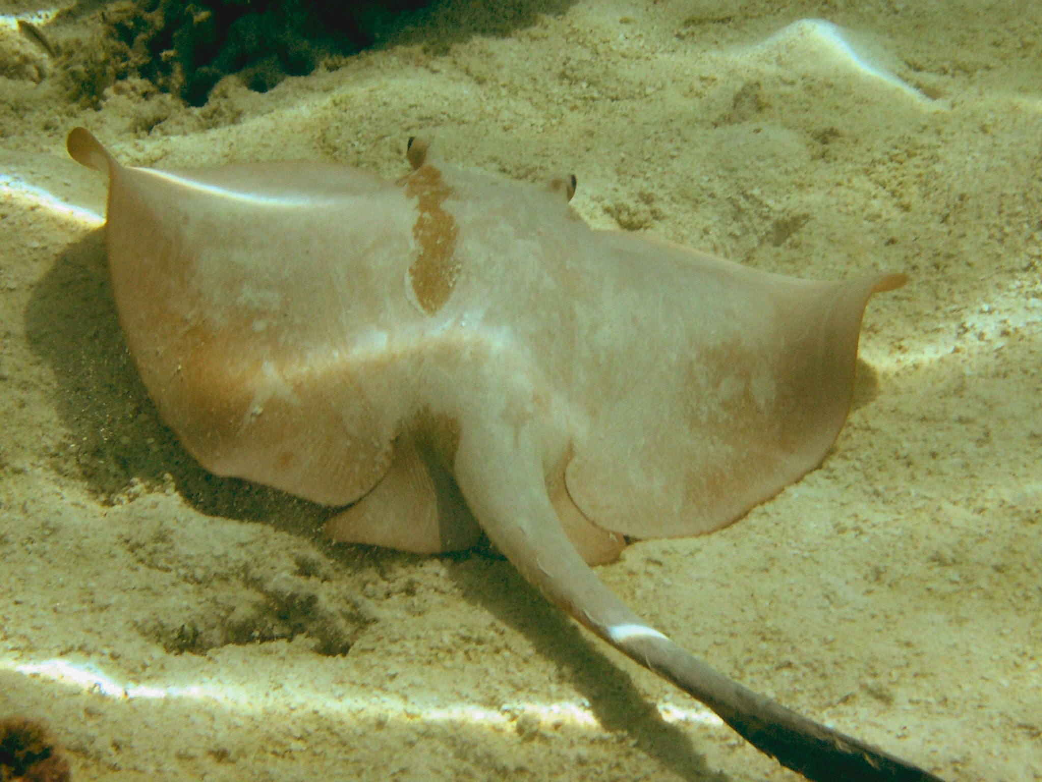 Sting Ray Lily Beach Maldives