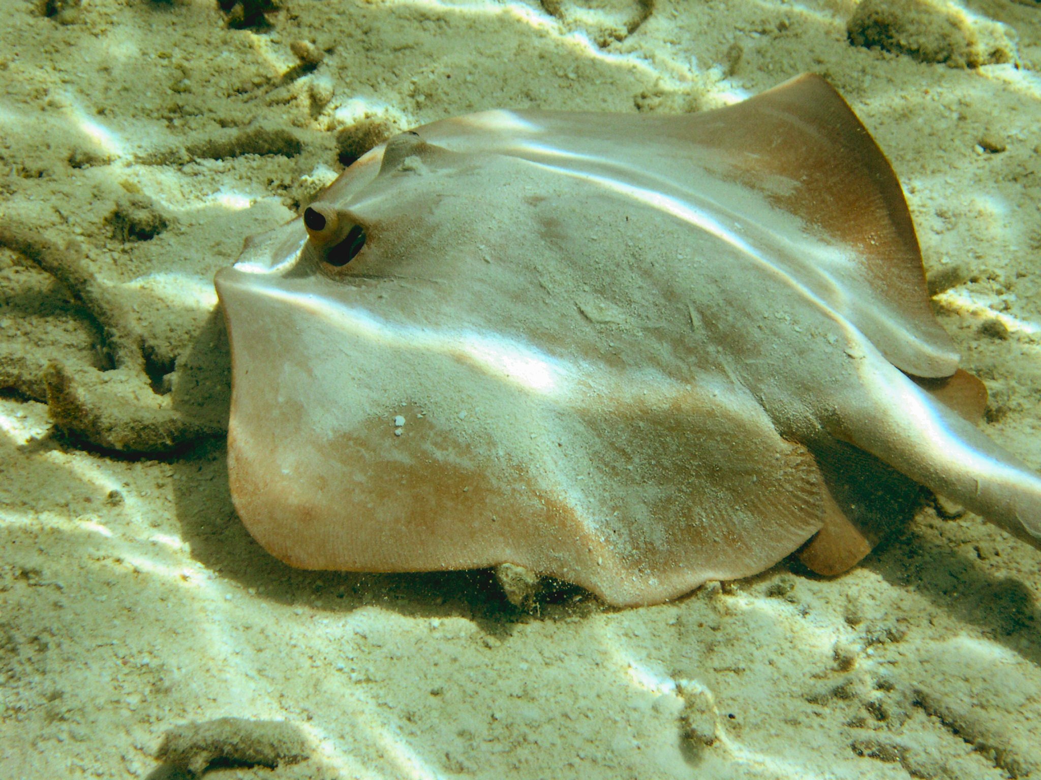 Sting Ray Lily Beach Maldives