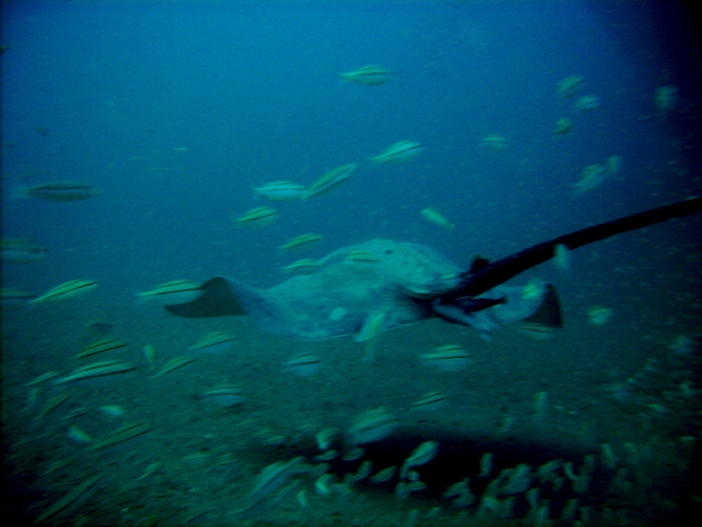 Sting Ray on U-352 8/20/07